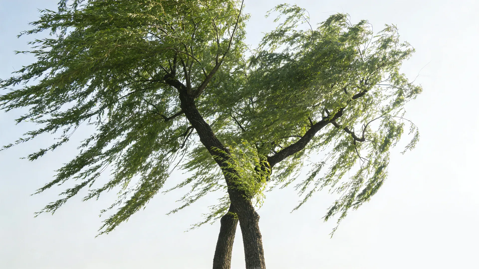 🌿艺昕老师：一棵树摇动另一棵树，一个生命影响另一个生命。